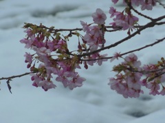 ♪雪に桜