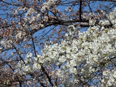 ♪山桜とソメイヨシノ～宿河原