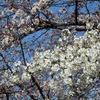 ♪山桜とソメイヨシノ～宿河原