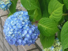 紫陽花の完成♪　横浜山手