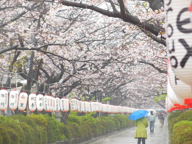 ♪花散らしの雨、、、