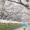 ♪花散らしの雨、、、