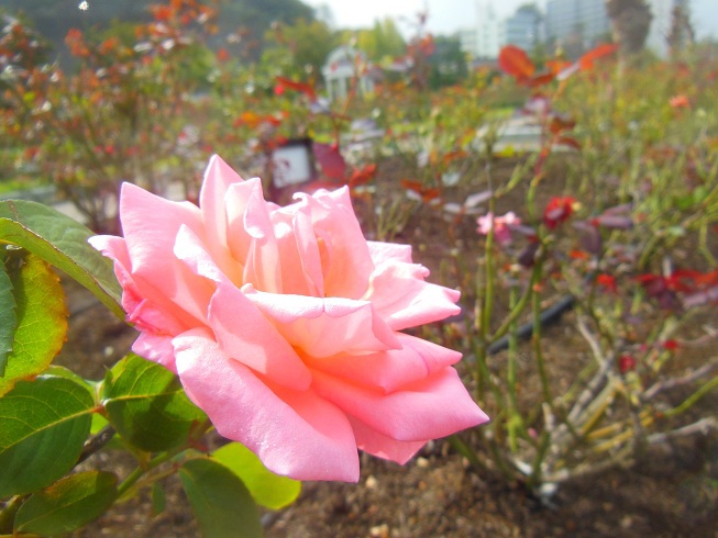 横須賀ヴェルニー公園♪