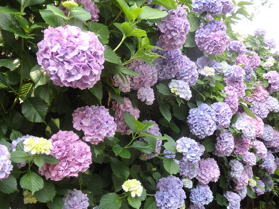 ♪紫陽花～北鎌倉