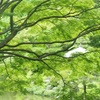 日比谷公園の緑♪