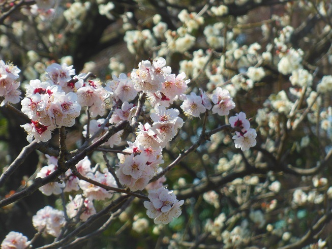 ♪徳川庭園の梅