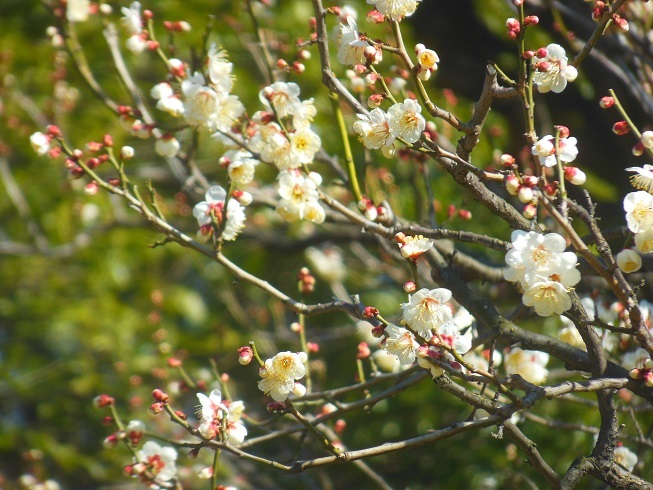 ♪梅～日比谷公園