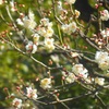 ♪梅～日比谷公園