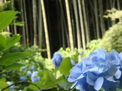 ♪紫陽花～明月院