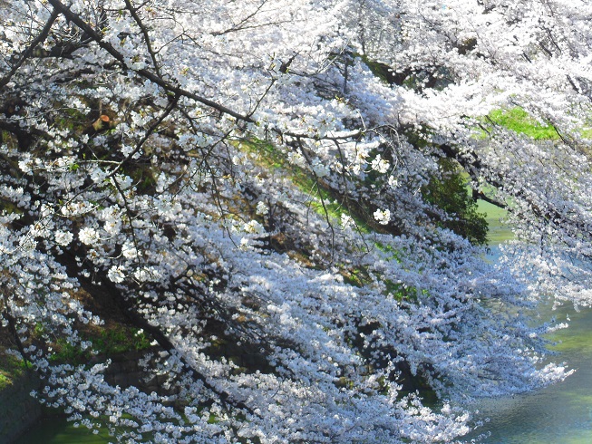 ♪千鳥ヶ淵