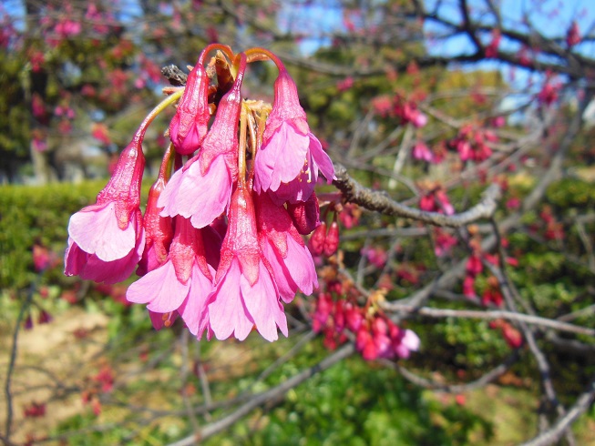 日比谷公園の寒緋桜♪