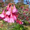 日比谷公園の寒緋桜♪