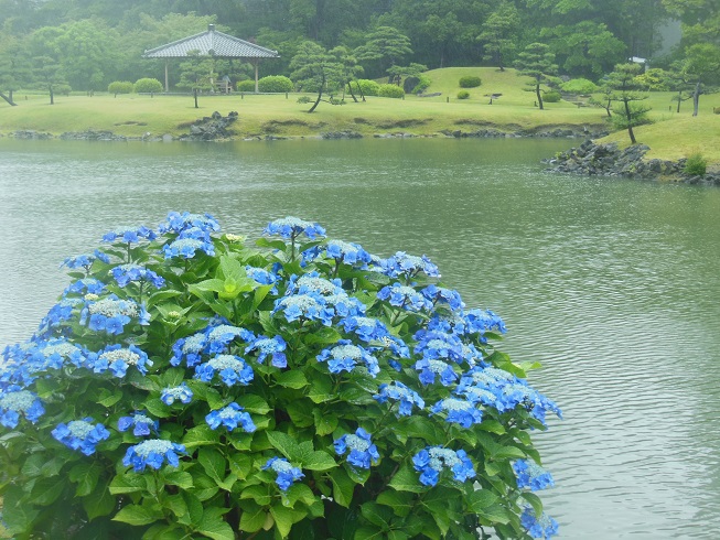 ♪　芝離宮庭園の紫陽花　♪