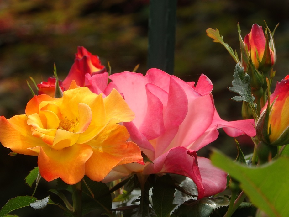♪薔薇～逗子