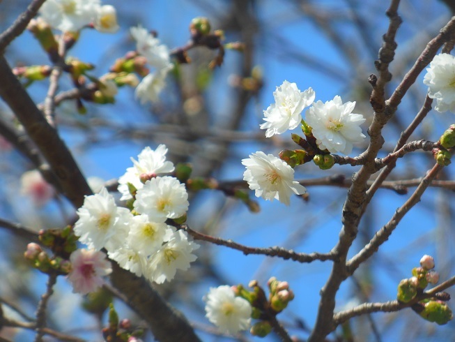 ♪子福桜～徳川庭園
