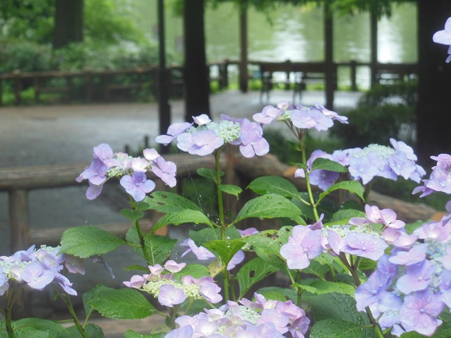 ☆井の頭公園の紫陽花☆