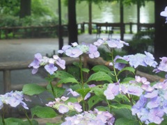 ☆井の頭公園の紫陽花☆