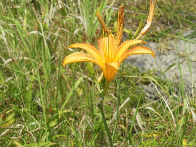 磯に咲く花(^-^)