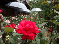 ♪薔薇～ご近所様