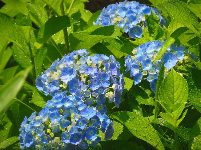 ♪西洋紫陽花～梅田スカイビル　June-2nd MON