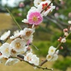 ♪紅一点～芝離宮庭園