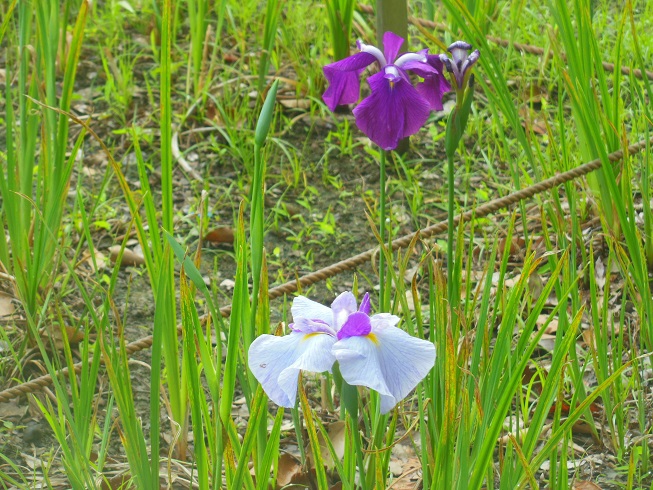 ♪昭和記念公園の菖蒲園♪