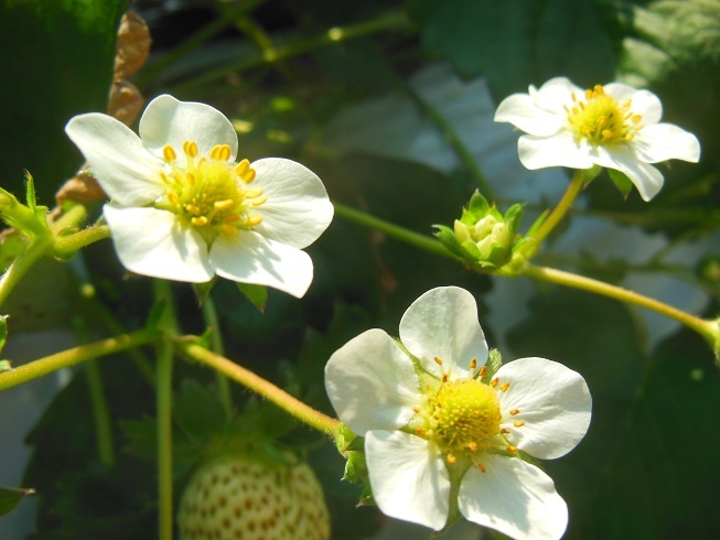 ♪イチゴの花～三浦市