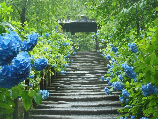 紫陽花の路　明月院