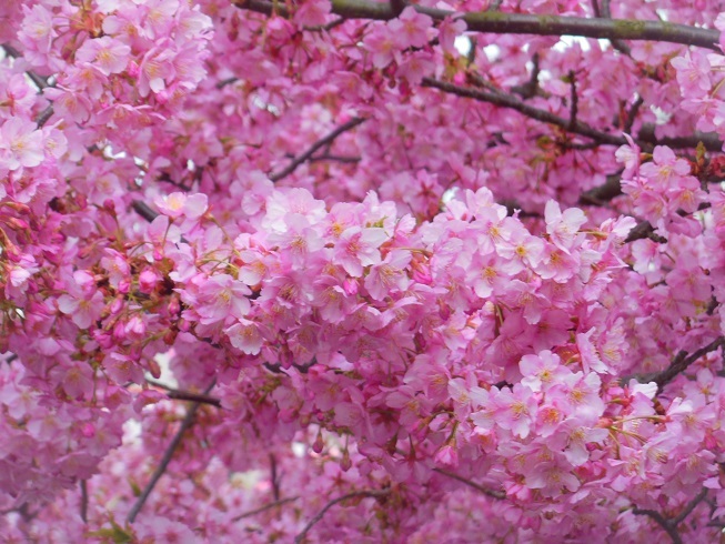 ♪満開、山盛り河津桜♪