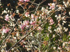 梅と桜　逗子市♪