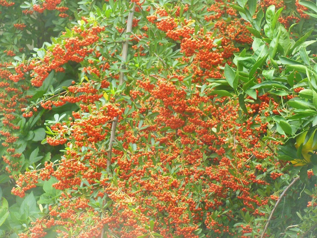 名古屋～緑を覆う赤い実
