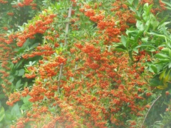 名古屋～緑を覆う赤い実