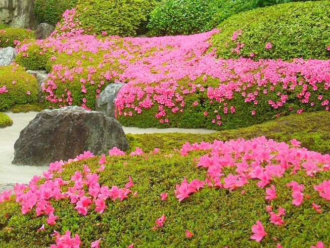 ♪躑躅もキレイ～明月院