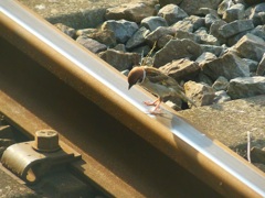 ♪A suzume on the rail^^