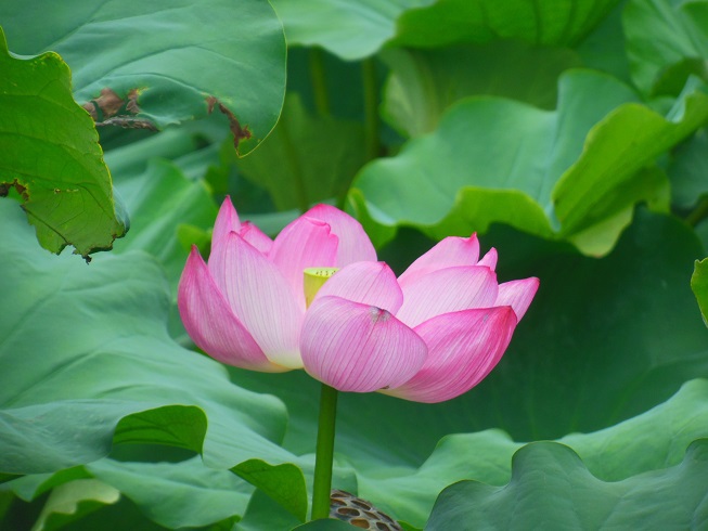 ♪大賀蓮～上野公園