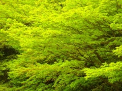 新緑～徳川庭園