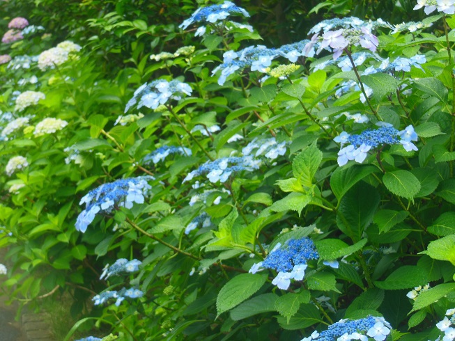 ♪紫陽花～入間市