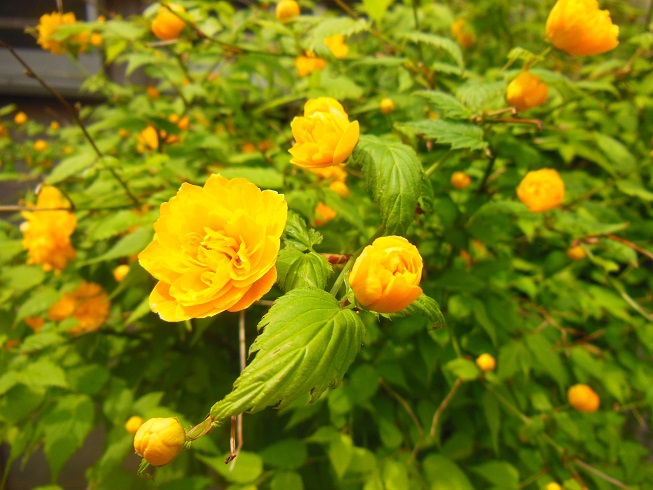 ♪山吹開花♪