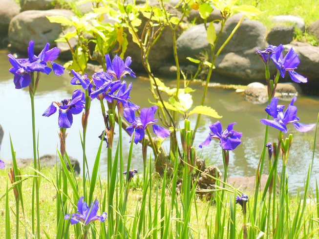 ♪あやめ～芝離宮