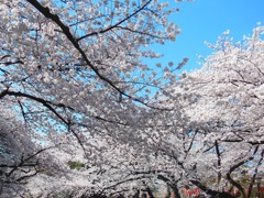 ♪上野の桜♪