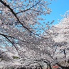 ♪上野の桜♪