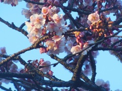 上野公園の寒桜♪
