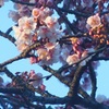 上野公園の寒桜♪