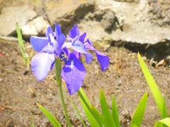 ♪杜若～芝離宮