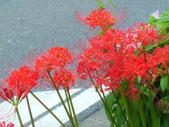 ♪道路の彼岸花～熊谷