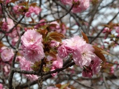 八重桜～横浜ビジネスパーク