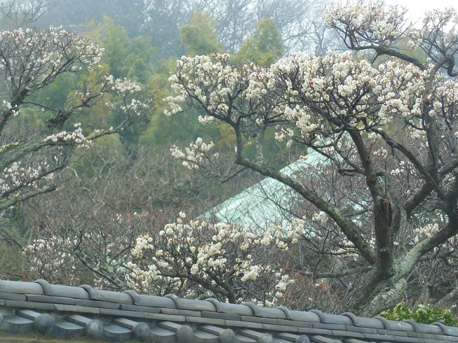 鎌倉の梅～英勝寺
