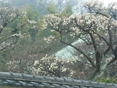 鎌倉の梅～英勝寺