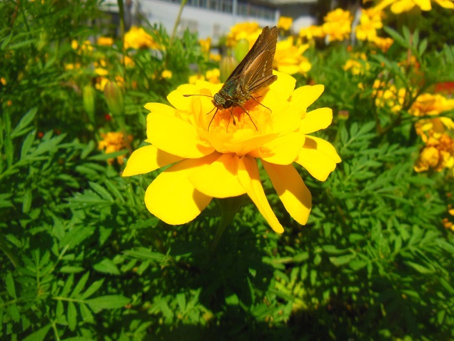 お花とセセリ　横浜岡野公園