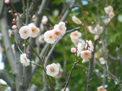 梅～野毛山公園